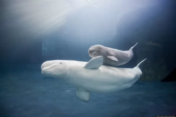 الحوت الأبيض Beluga-whales-facts_12055_1_1600281316