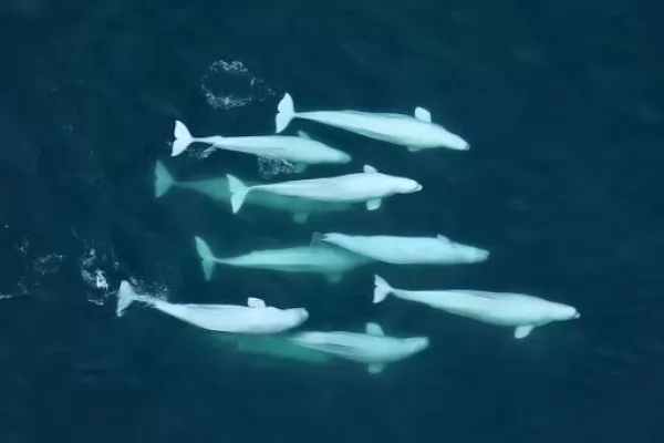 الحوت الأبيض Beluga-whales-facts_12055_5_1600281321