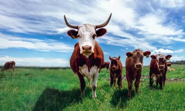 ●  💜 cattle-fattening_12168_3_1606675237.webp