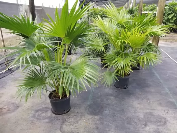 palm-plants-indoors_12210_1_1608848155.webp