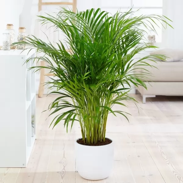 palm-plants-indoors_12210_2_1608848156.webp