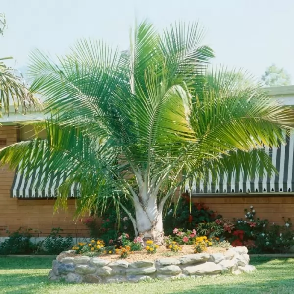 palm-plants-indoors_12210_3_1608848157.webp