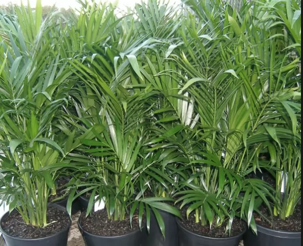 palm-plants-indoors_12210_4_1608848160.webp