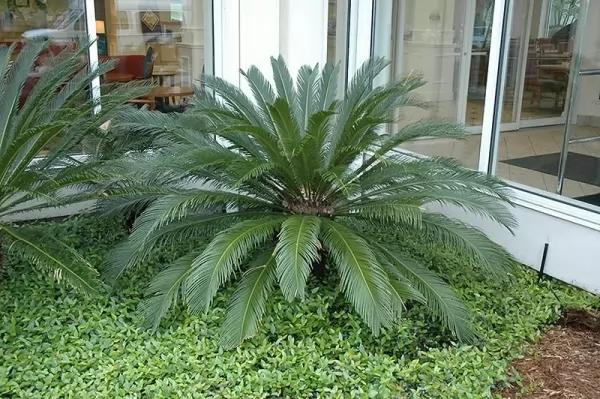 palm-plants-indoors_12210_7_1608848165.webp