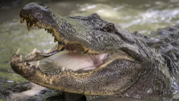  معلومات مثيرة عن التمساح الأمريكي بالصور Alligator-facts_12267_1_1612214120