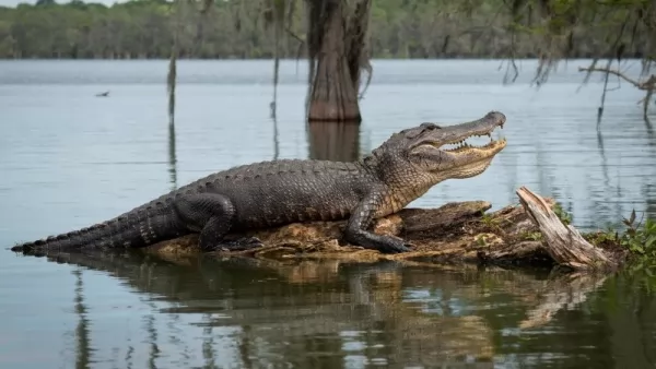  معلومات مثيرة عن التمساح الأمريكي بالصور Alligator-facts_12267_2_1612214121