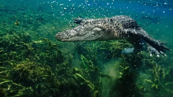  معلومات مثيرة عن التمساح الأمريكي بالصور Alligator-facts_12267_4_1612214124