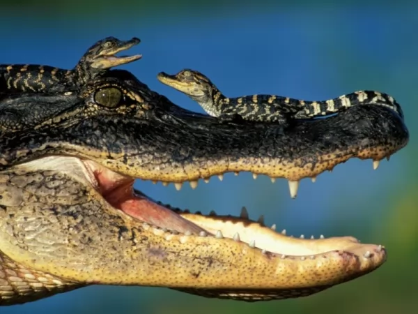  معلومات مثيرة عن التمساح الأمريكي بالصور Alligator-facts_12267_5_1612214125