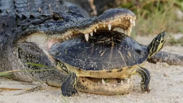  معلومات مثيرة عن التمساح الأمريكي بالصور Alligator-facts_12267_6_1612214126