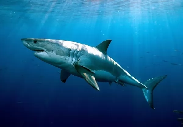  3 من أخطر أنواع سمك القرش يمكنها مهاجمة البشر بالصور Shark-attack-species_12268_1_1612216505