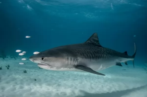  3 من أخطر أنواع سمك القرش يمكنها مهاجمة البشر بالصور Shark-attack-species_12268_2_1612216506