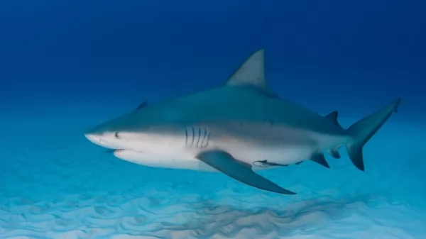  3 من أخطر أنواع سمك القرش يمكنها مهاجمة البشر بالصور Shark-attack-species_12268_3_1612216508
