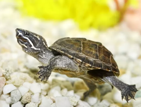 5 من أنواع السلاحف الصغيرة الأليفة بالصور Pet-turtles-small_12323_3_1615419668