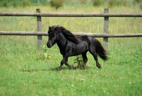 الحصان القزم من أصغر الحيوانات الحية