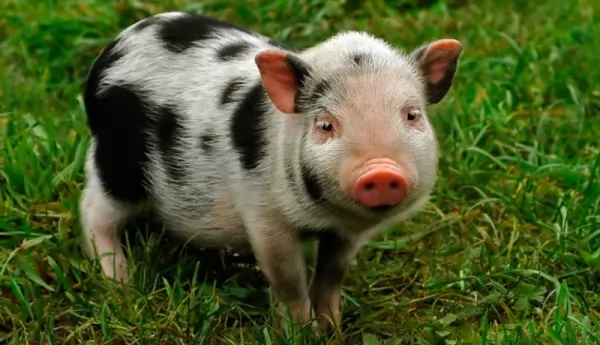 الخنزير القزم من أصغر الحيوانات الحية