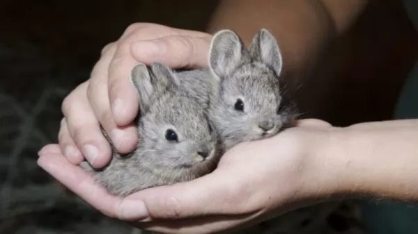 الأرنب القزم من أصغر الحيوانات