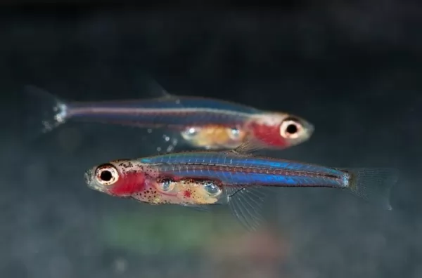 سمكة بيدوسيبريس القزم من أصغر الحيوانات