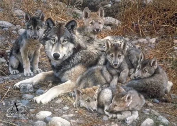 معلومات عن الذئب الرمادي أكبر فصيلة الكلاب بالصور  Grey-wolf-facts_12390_1_1618684298