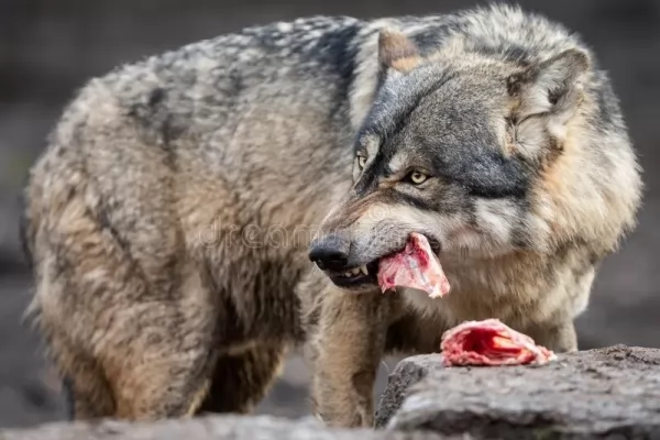 معلومات عن الذئب الرمادي أكبر فصيلة الكلاب بالصور  Grey-wolf-facts_12390_1_1618684453