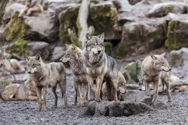 معلومات عن الذئب الرمادي أكبر فصيلة الكلاب بالصور  Grey-wolf-facts_12390_1_1618684488