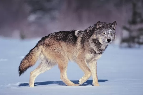 معلومات عن الذئب الرمادي أكبر فصيلة الكلاب بالصور  Grey-wolf-facts_12390_1_1618953503
