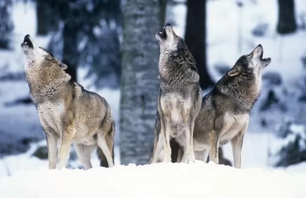 معلومات عن الذئب الرمادي أكبر فصيلة الكلاب بالصور  Grey-wolf-facts_12390_3_1618684300