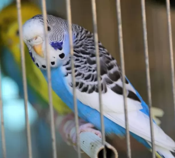  pet-parakeet-facts_1