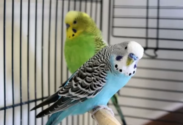  pet-parakeet-facts_1