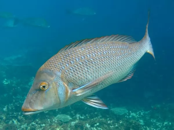 سمك الإمبراطورية Red-sea-fish-species_12513_1_1623863232
