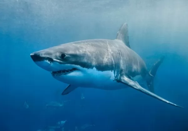 القرش الأبيض الكبير من أنواع أسماك القرش المهددة يالإنقراض