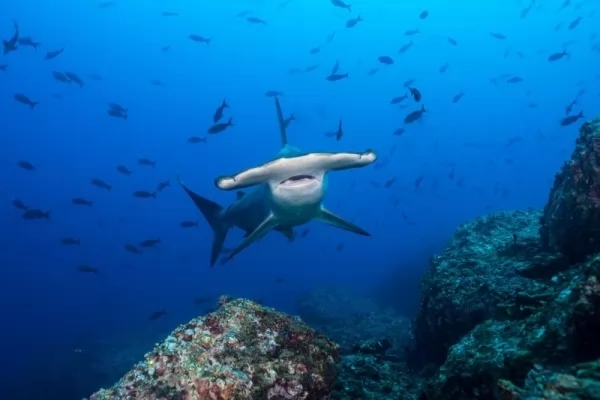 القرش ذو رأس المطرقة من أنواع أسماك القرش المهددة بالإنقراض
