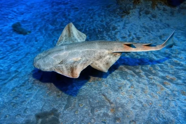 القرش الملائكي من أنواع أسماك القرش المهددة بالإنقراض