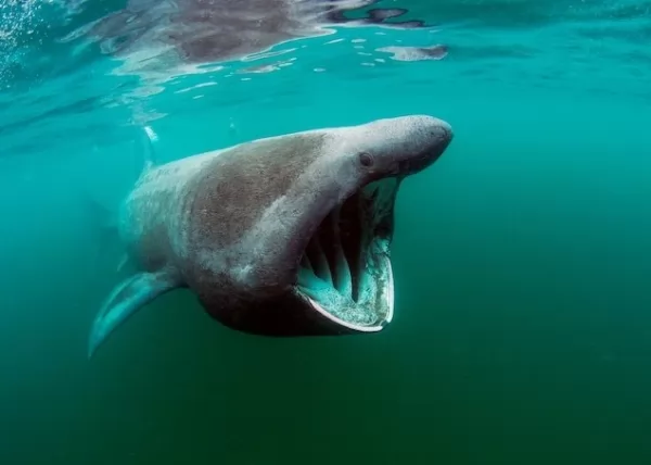 القرش المتشمس من أنواع أسماك القرش المهددة بالإنقراض