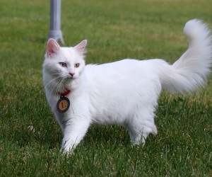 تأتي أنواع القطط في مجموعة متنوعة من الألوان والأنماط ، بما في ذلك القطط البيضاء، والقطط البيضاء النقية نادرة إلى حد ما في عموم القطط لأنها تتطلب ...