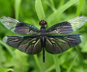 امنح اليعسوب فرصة لتنمو بطول ثلاثة أقدام، وفجأة لا تبدو غير ضارة تماما، وفي الواقع، إذا كانت ميجانيورا، أو اليعسوب العملاق من عصور ما قبل التاريخ لا ...