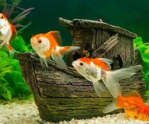 إذا كانت الأرضية قادرة على تحمل وزن الماء المضاف، فإن نقل الأسماك إلى حوض أكبر فكرة رائعة دائما، ومن السهل الحفاظ على أحواض الأسماك الكبيرة، كما ...