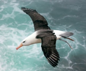 استحوذ مشهد هذا الطائر البحري طائر القطرس المألوف مع الأجنحة الهائلة وهو يحلق عاليا فوق المياه على خيال الإنسان، وألهم الأساطير والفولكلور حول العالم ...