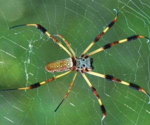 نادرا ما تترك شبكات العنكبوت انطباعا أوليا جيدا، حتى لو لم تكن أنت من الحشرات التي تم تصميمها لإلتقاطها، فقد يكون الطلاء المفاجئ من حرير العنكبوت على ...