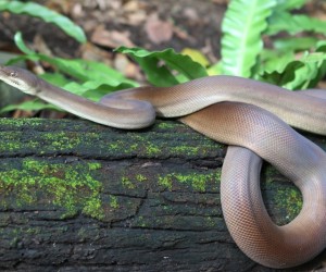 أستراليا هي أيضا موطن للعديد من أكبر أنواع الثعابين بعضها غير سام مثل ثعبان الفرك الأسترالي، وبعضها سام بشكل لا يصدق مثل التايبان الداخلي، ولكن ما هي ...