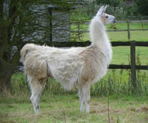 كان حيوان اللاما والجمل على اتصال وثيق بالبشر منذ آلاف السنين، فقط على طرفي نقيض تماما من الكرة الأرضية، ويعرف معظم الناس اللاما على أنها حيوانات بصق ...