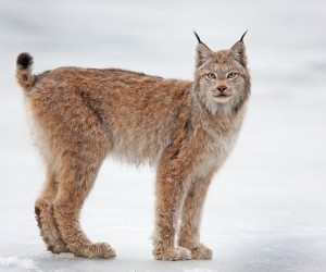 الوشق الكندي هو أحد أكبر القطط البرية في أمريكا الشمالية، ولكن الأنواع الأخرى من هذه القطط تعيش أيضا في أوروبا وآسيا، ومن السهل اكتشاف الوشق بمخالبه ...