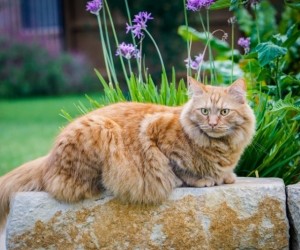 قط ماين كون هو سلالة قطط مستأنسة يعرف بالعملاق اللطيف نظرا لحجمه المتوسط إلى الكبير المتناقض مع شخصيته اللطيفة والحلوة والمتوازنة، وعلى الرغم من أنه ...