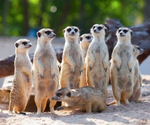 الميركات (المعروف أيضا باسم السرقاط) هو نوع صغير من الثدييات التي تبحث عن الطعام والتي تعيش في الظروف القاسية للسهول شبه الصحراوية المفتوحة والقاحلة ...