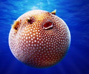 تشتهر السمكة المنتفخة بقدرتها على الإنتفاخ في شكل كرة أكبر بأضعاف من حجمها الطبيعي لتجنب الحيوانات المفترسة، والمعروفة أيضا باسم السمكة الينفوخ، ...