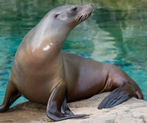 ما هو كلب البحر الذي نراه في حدائق الحيوان، وما هي أنواعه؟