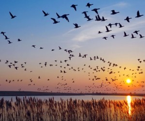 هجرة الطيور هي واحدة من عجائب العالم الطبيعي، حيث يهاجر ما يقرب من نصف أنواع الطيور كل عام، فبعضها يقوم برحلات قصيرة، والبعض الآخر يسافر آلاف ...