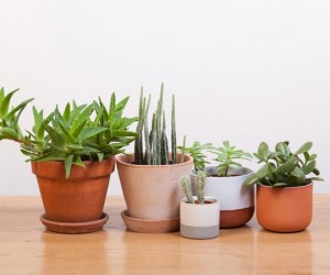 15 من أفضل النباتات المنزلية لتنقية الهواء وتزيين المنزل بالصور