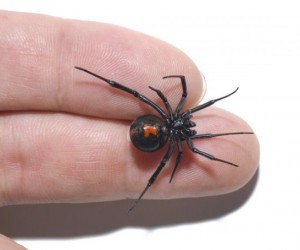 معلومات عن عنكبوت الارملة السوداء بالصور