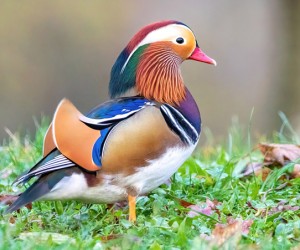 18 من أجمل الطيور في العالم بالصور والفيديو