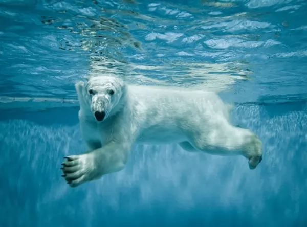 interesting-polar-bear-facts-with-pictures_7045_3_1663008224.webp